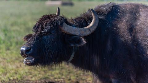 Mediterranean buffalo are prized for their milk and meat
