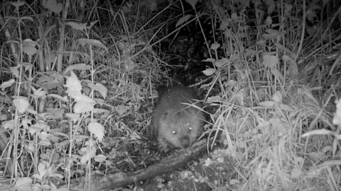 First beaver born in Dorset for 400 years