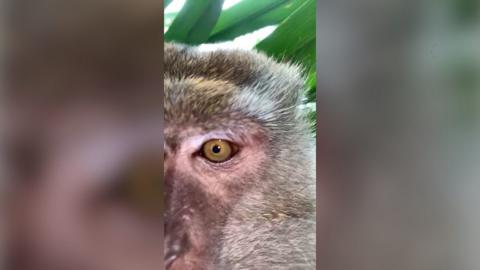 Monkey appears to be filming itself on a mobile phone