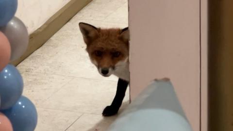 Image of the fox peering around a doorway in the café.