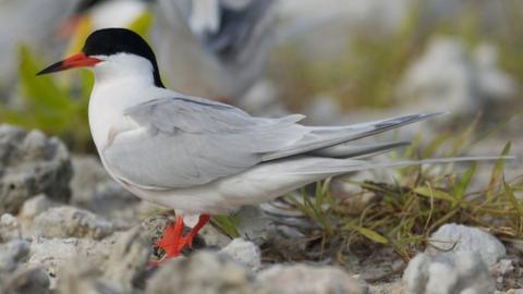 Roseate Tern