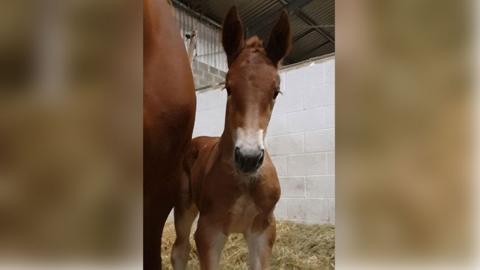 Suffolk punch foal