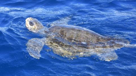 An olive ridley turtle is seen in the middle of the sea at the beach of Mazunte, Mexico