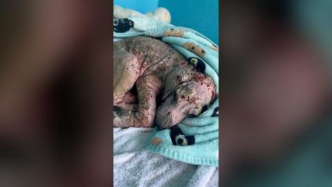A puppy who was hours away from death has made a full recovery and now lives in south Wales.