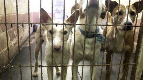 Three dogs behind a fence, seen through bars