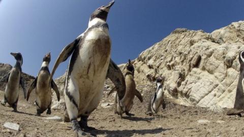 Humboldt penguins