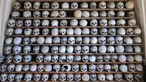 Ancient skulls