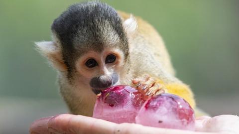 Bolivian squirrel monkey