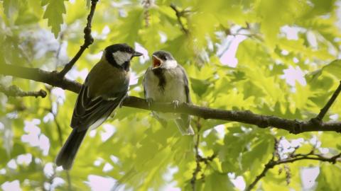 Low angle view of birds perching on tree in Belfast (stock photo)