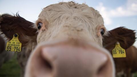 Cow looks down lens of a camera