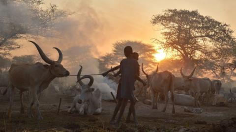Boys lead a prized bull by a rope from a cattle camp at dawn at the town of Nyal, an administrative hub in Unity state, South Sudan on February 25, 2015.