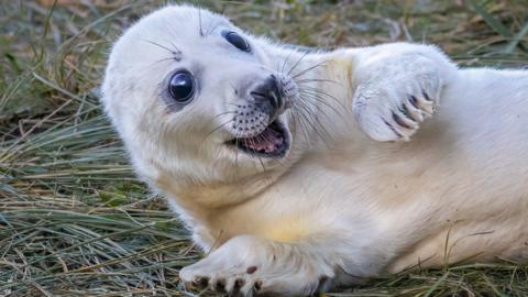 A white seal pup is laying down on grass with its eyes wide open as well as its mouth. It has one paw in the air and is pulling a surprised expression.