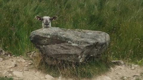 sheep