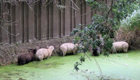 Four sheep in a river. The river bank is next to them with a brown metal quay-style barrier on it.
