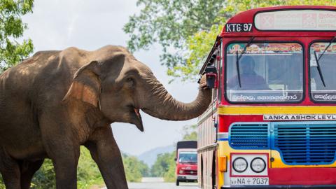 An elephant reaching into a bus with his truck on a country road surrounded by greenery