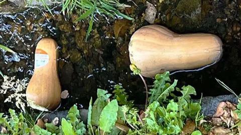 Two butternut squashes in a stream
