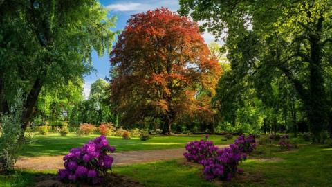 A majestic Common Beech tree stands in a lush park, its leaves displaying a striking mix of red and orange hues. Clusters of purple rhododendrons add bursts of colour to the foreground and a peaceful path wind through the park.