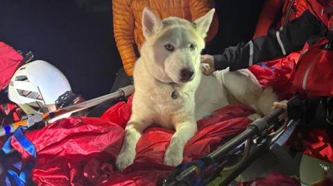 Prince is a white husky with blue eyes and a collar. He is resting on a stretcher in the dark, while mountain rescuers have surrounded him. One team member is petting him.