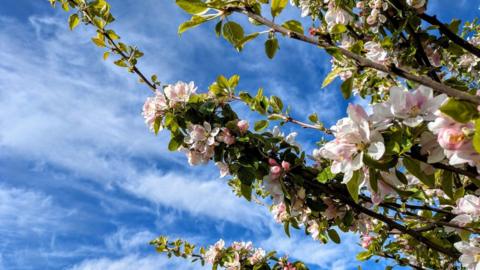 Pink cherry blossom on tree with clear blue sky 