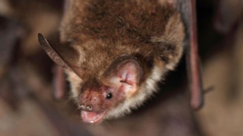 A Bechstein's bat. It is small, brown and fluffy, with big ears and small black eyes. It is hanging upside down with its mouth open. 