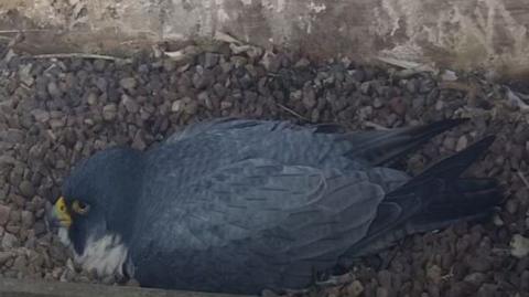 Peregrine falcon