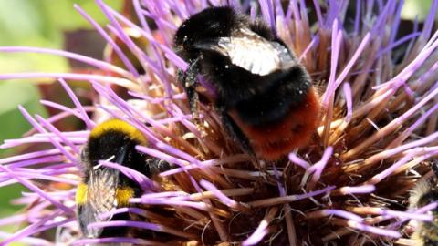 Up to 60,000 bees have been stolen