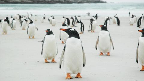 Penguins on the island