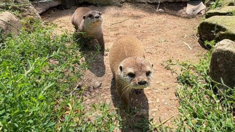 Two otters pictured in a zoo habitat, with greenery and rocks