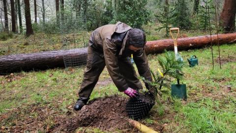 Tom King planting the sixth Wollemia pine sapling