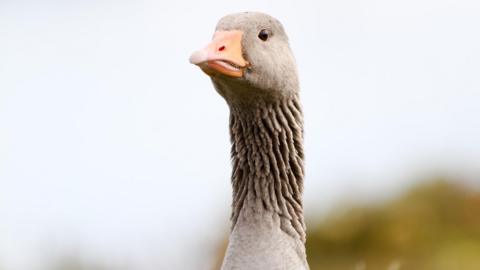 Greylag goose