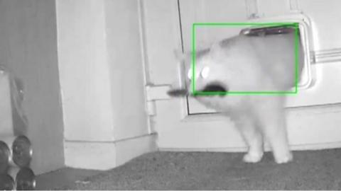 CCTV of the cat coming through the cat flap with a knife in her mouth