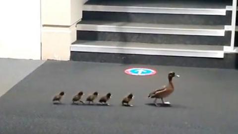 A family of ducks in a university library