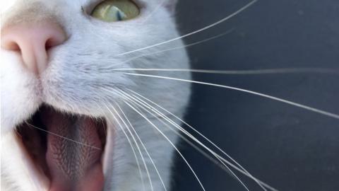 cat yawning