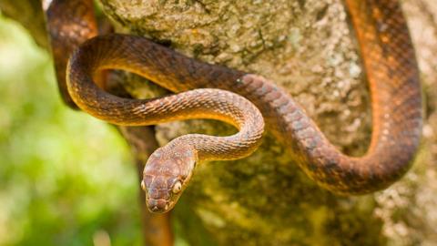 Image shows brown tree snake