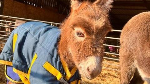 Moon the baby donkey