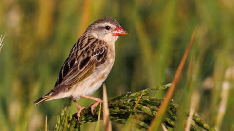 A red-billed quelea