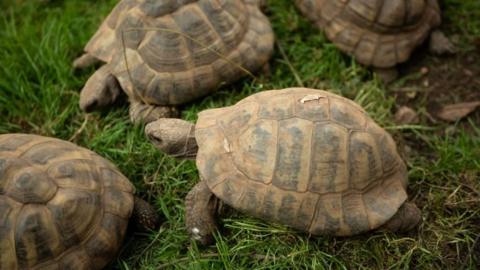 Tortoises