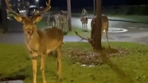 Deer were spotted in Lawley, Telford