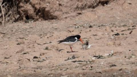 An oystercatcher with a chick