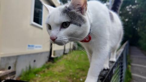 Kiki the cat walking along a fence, she is white with a grey patch above one eye.
