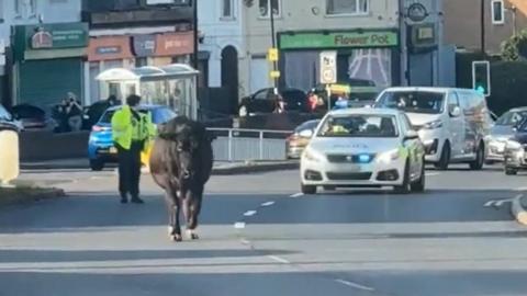 Cow on the loose in Sheffield
