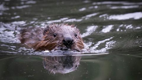 One of the the newly released beavers swimming