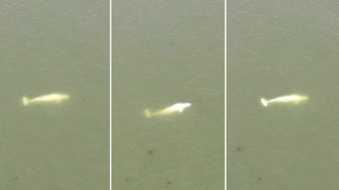 A composite photo of a beluga whale in River Seine