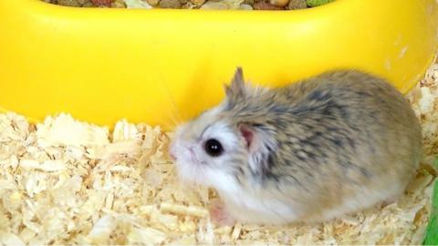 Hamster