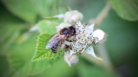 Honeybee on bramble