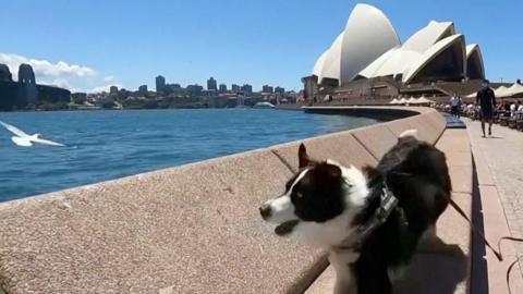 Seagull and dog