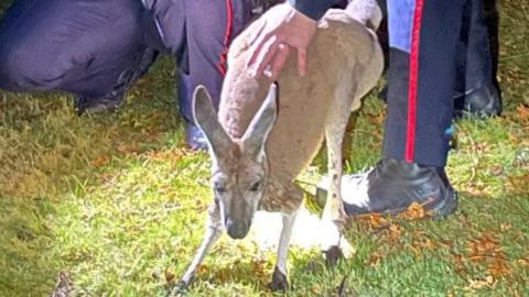 Photo of the kangaroo after it was captured by officers