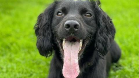 A photo of Marshall the spaniel