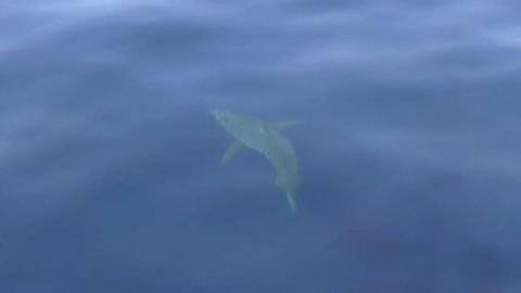 Great white shark off Majorca