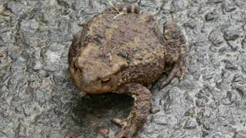 Toad on a wet road